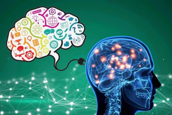 Мозг память