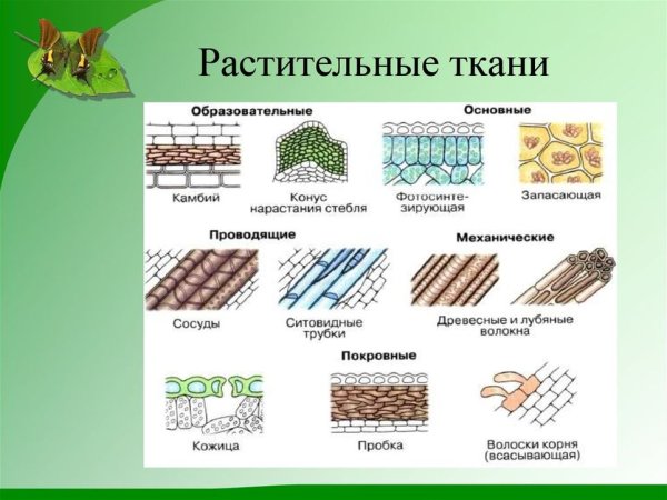 Строение клетки и ткани растений