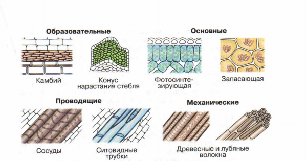 Основная ткань растений рисунок