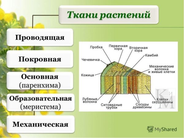 Назовите основные растительные ткани и их функции 5 класс биология