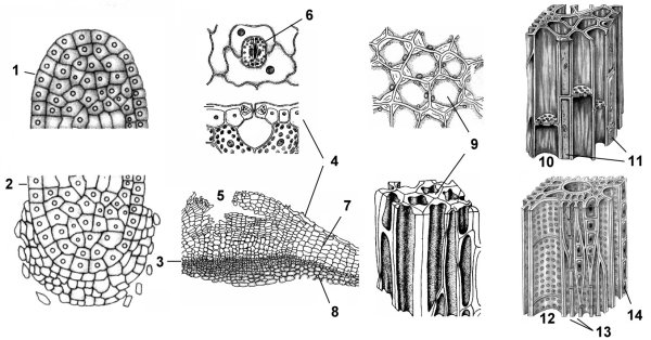 Образовательная ткань растений рисунок схематично