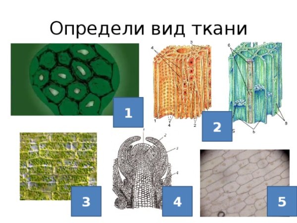 Ткани растительной клетки 6 класс биология