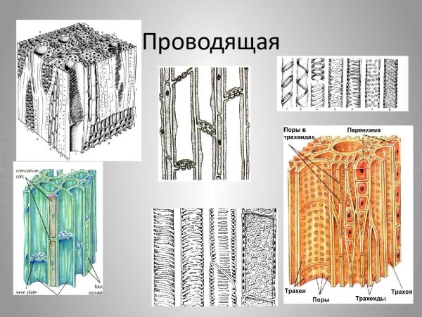 Проводящие ткани растений трахеиды