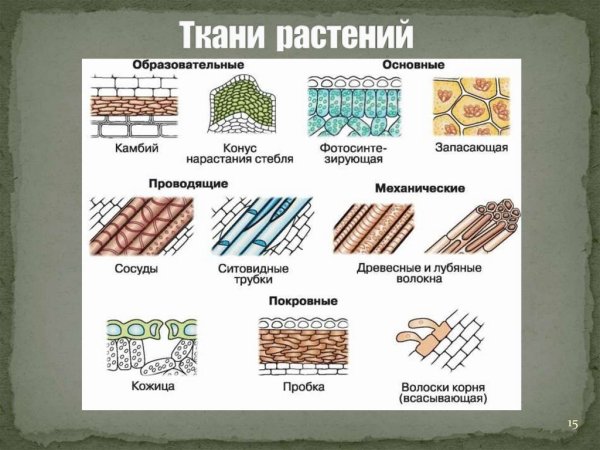 Схема строения тканей растений