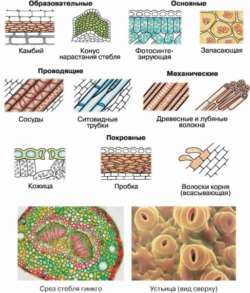 Состав основной ткани растений