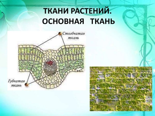 Проводящая ткань растений рисунок