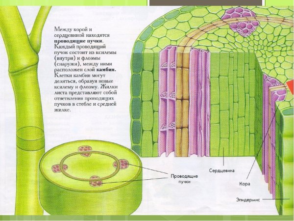 Строение ткани растений механическая ткань