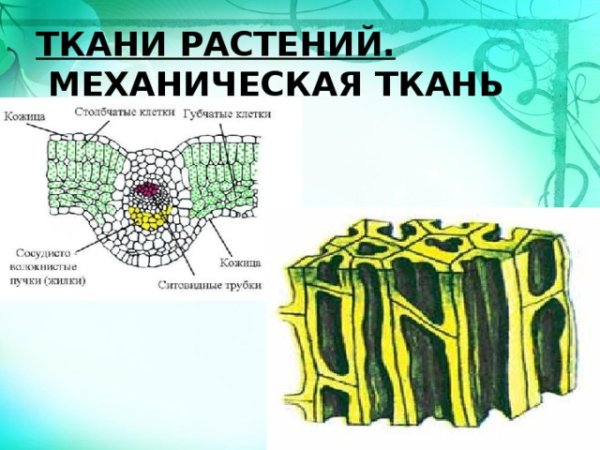 Типы основной ткани растений