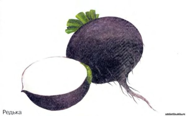 Редька нарисовать
