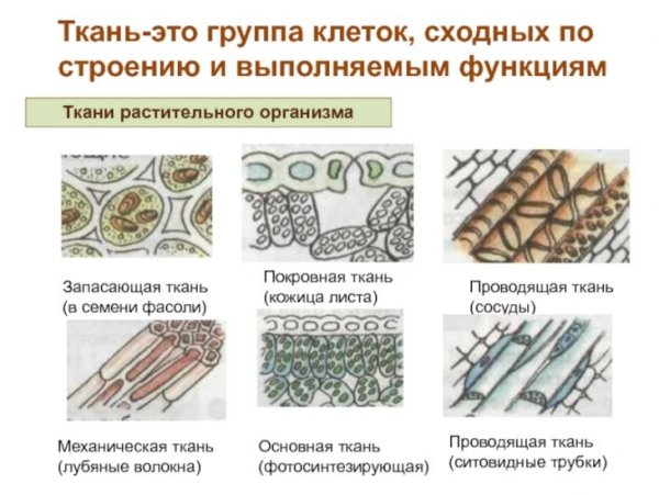 Строение тканей 6 класс биология