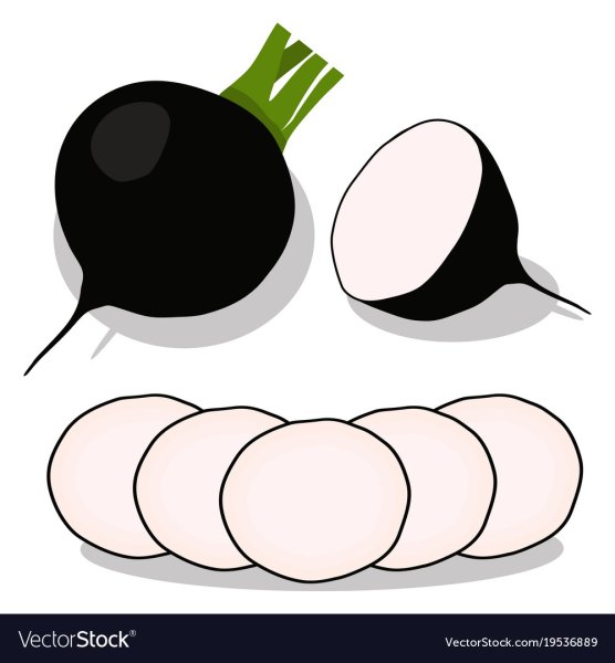 Редька вектор