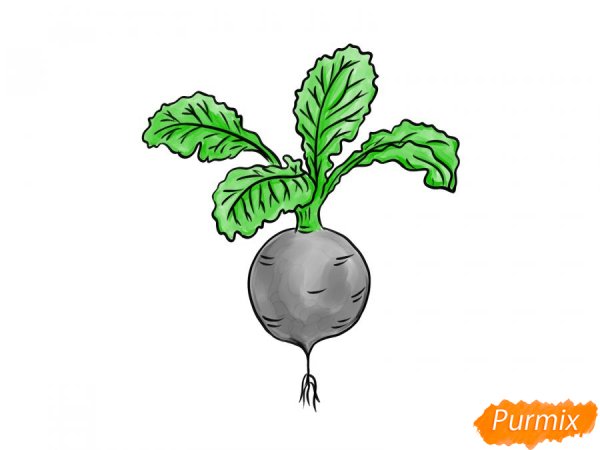 Редька черная нарисовать