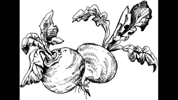 Сахарная свекла раскраска