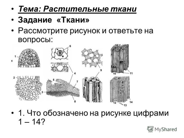 Выделительные ткани растений схема