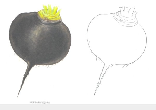 Редис Ботаническая иллюстрация