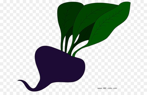 Строение черной редьки