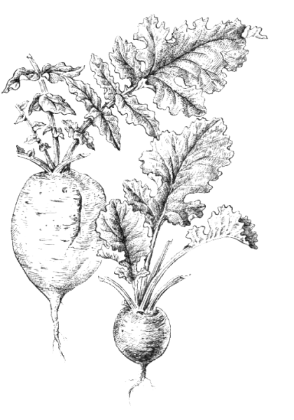 Ботва редьки