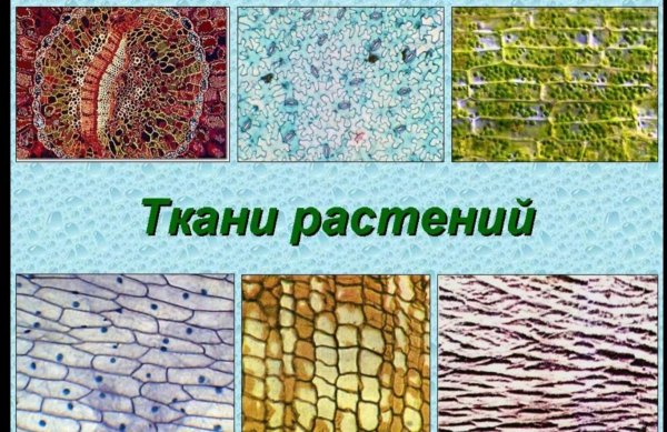 Основная ткань растений строение 6 класс