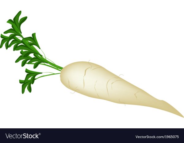 Свекла раскраска