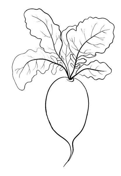 Редька черная