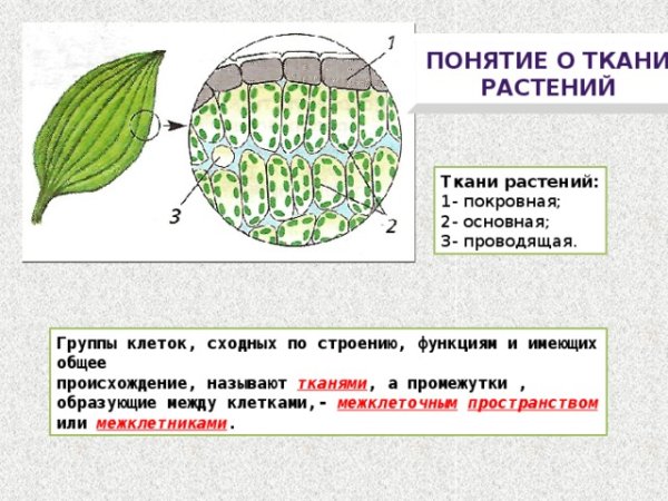 Ткани растений Ксилема флоэма