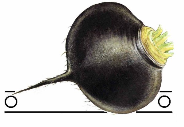 Репка редька редиска