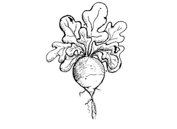 Редис дайкон редька на белом фоне