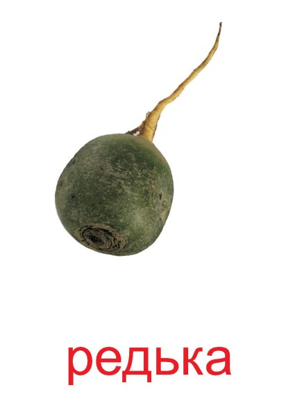 Редиска вектор