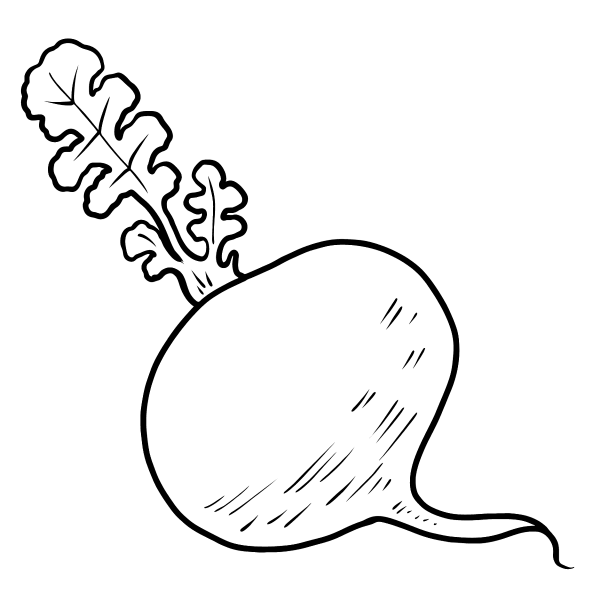 Редис акварелью