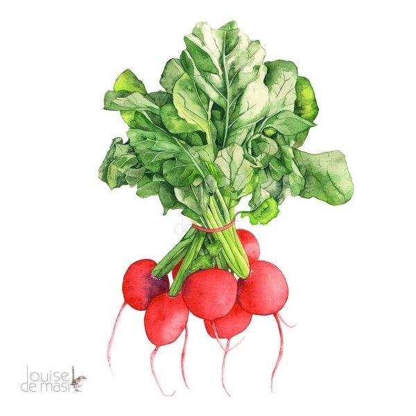 Редис для детей