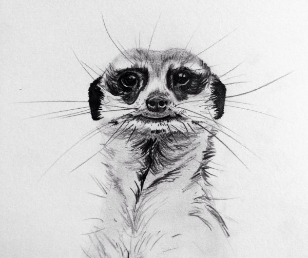 Эскиз суриката