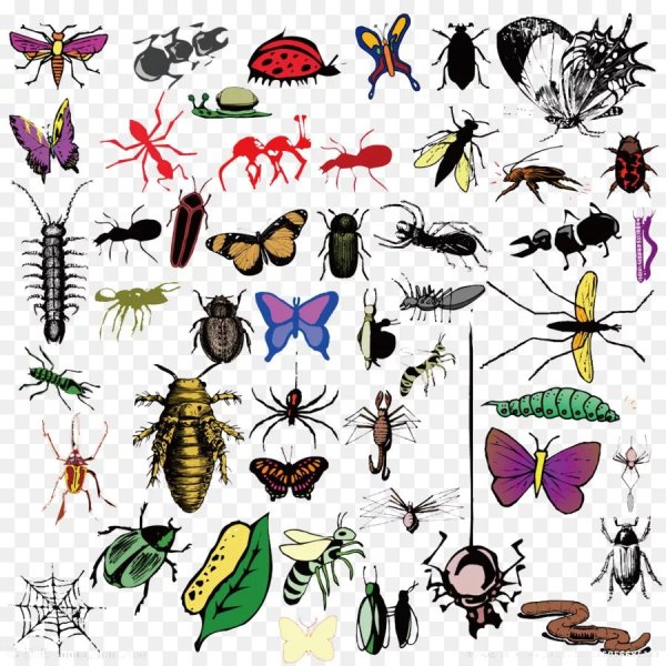 Насекомые муравей раскраска для детей 6-7 лет