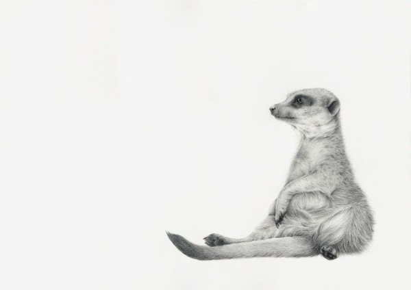 Сурикаты рисунок