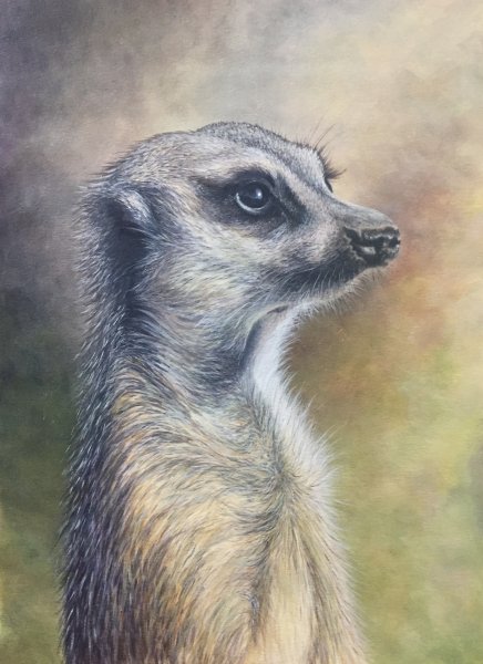 Сурикат логотип