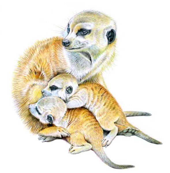 Сурикат карандашом