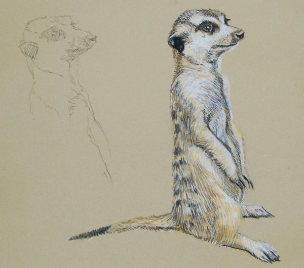 Сурикат раскраска для детей