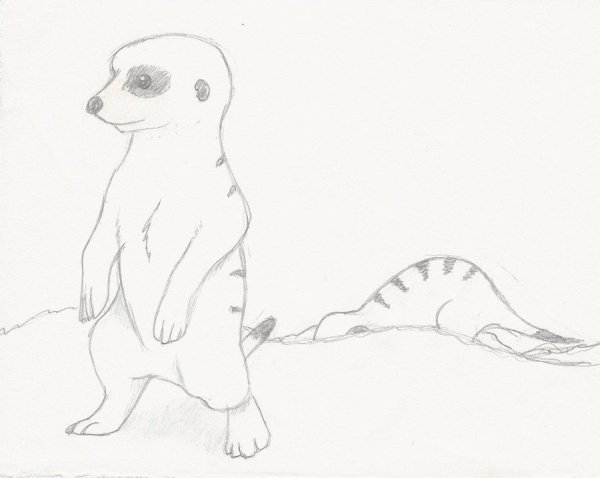 Сурикаты акварель