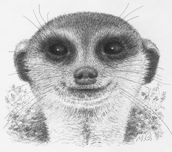 Сурикат мультяшка