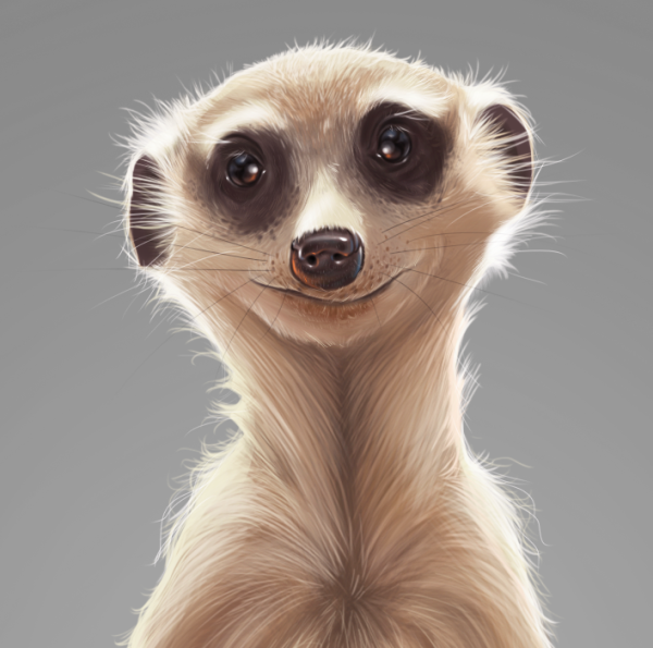 Сурикаты раскраска