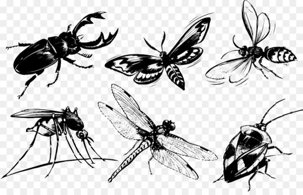 Насекомые для детей на прозрачном фоне