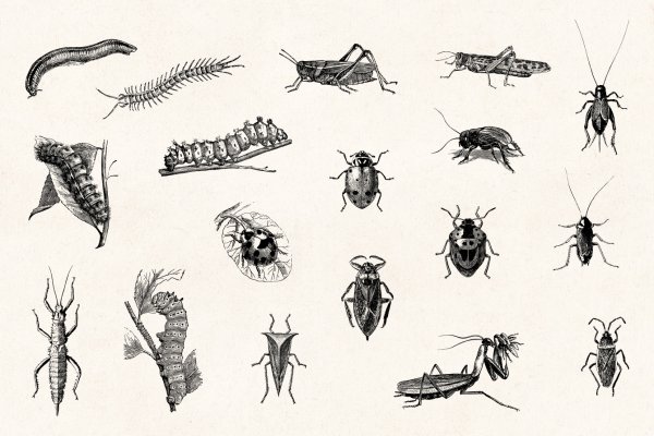 Жук Графика