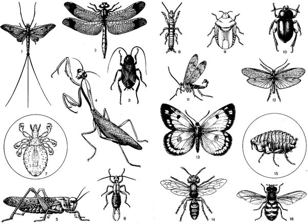 Мир насекомых