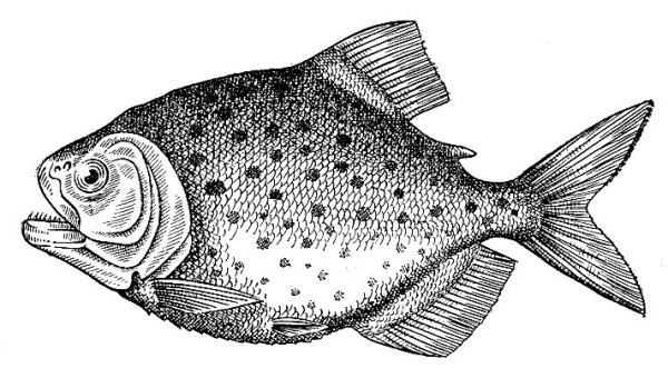 Пиранья раскраска