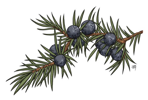 Можжевельник обыкновенный