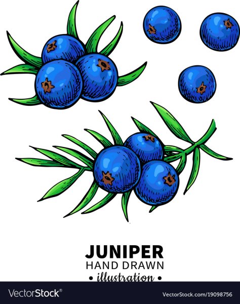 Ягоды можжевельника Графика