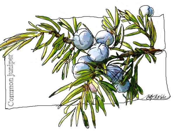 Можжевельник казацкий рисунок