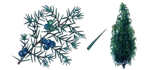 Можжевельник кустарник рисунок