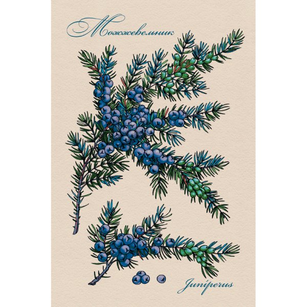 Нарисовать можжевельник