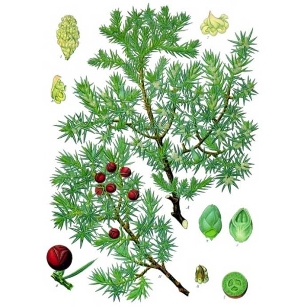 Можжевельник обыкновенный ботаника