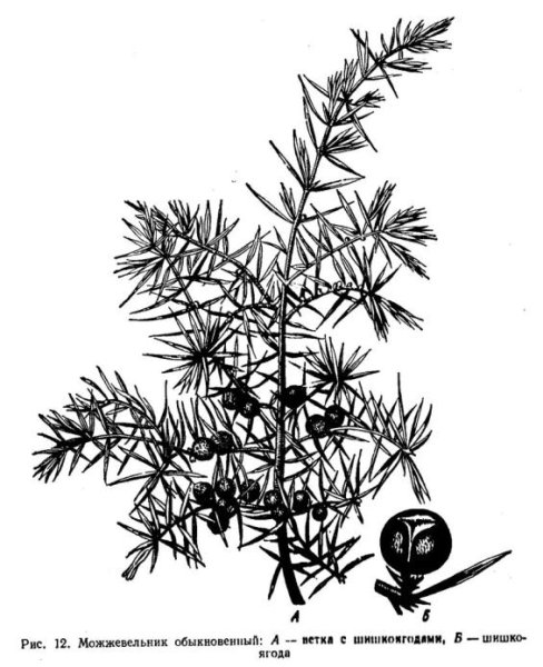 Можжевельник обыкновенный ботаника